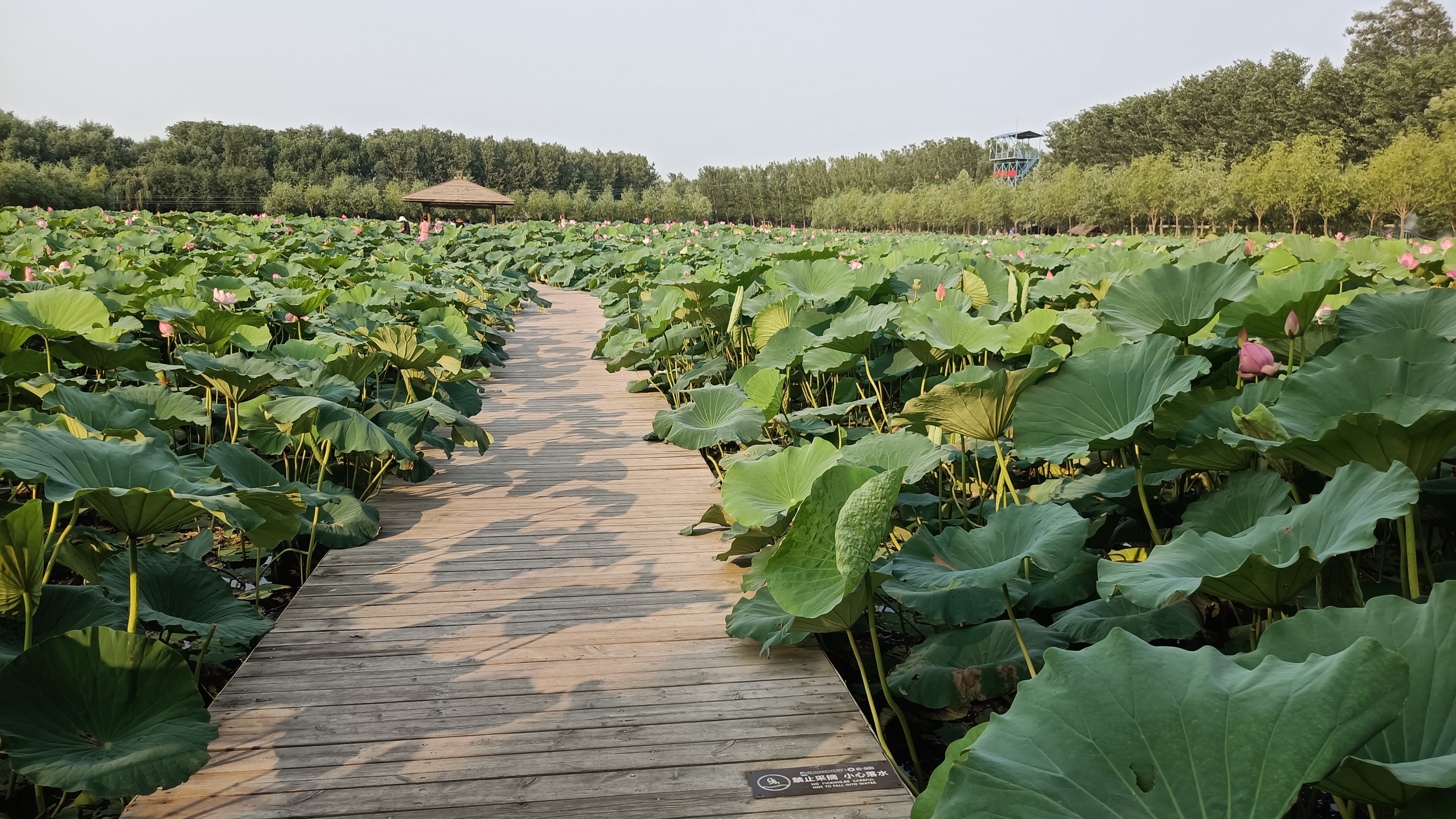 美丽的辽宁辽阳柳壕湿地公园