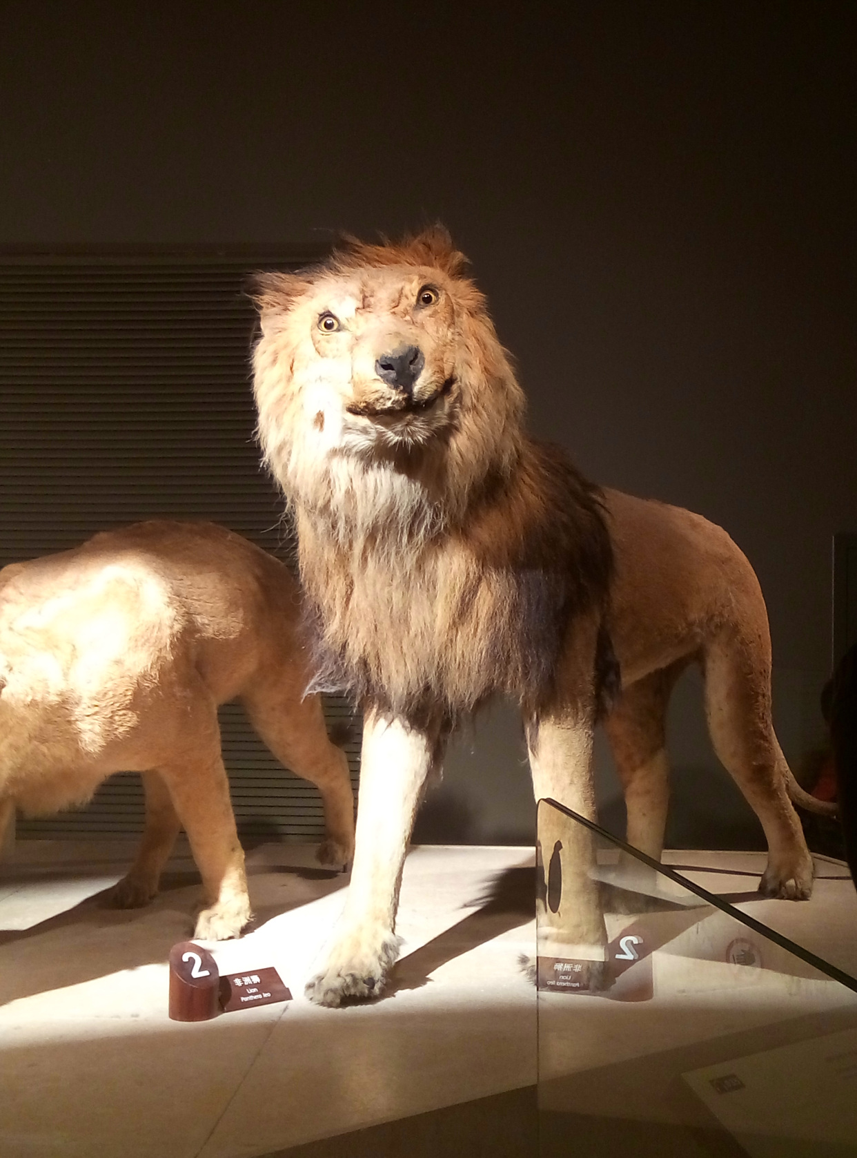 2015年上海自然博物馆的部分动物标本展览图