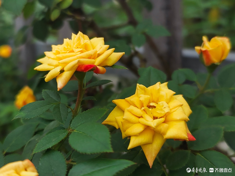 五彩月季花,小巧玲珑好迷人