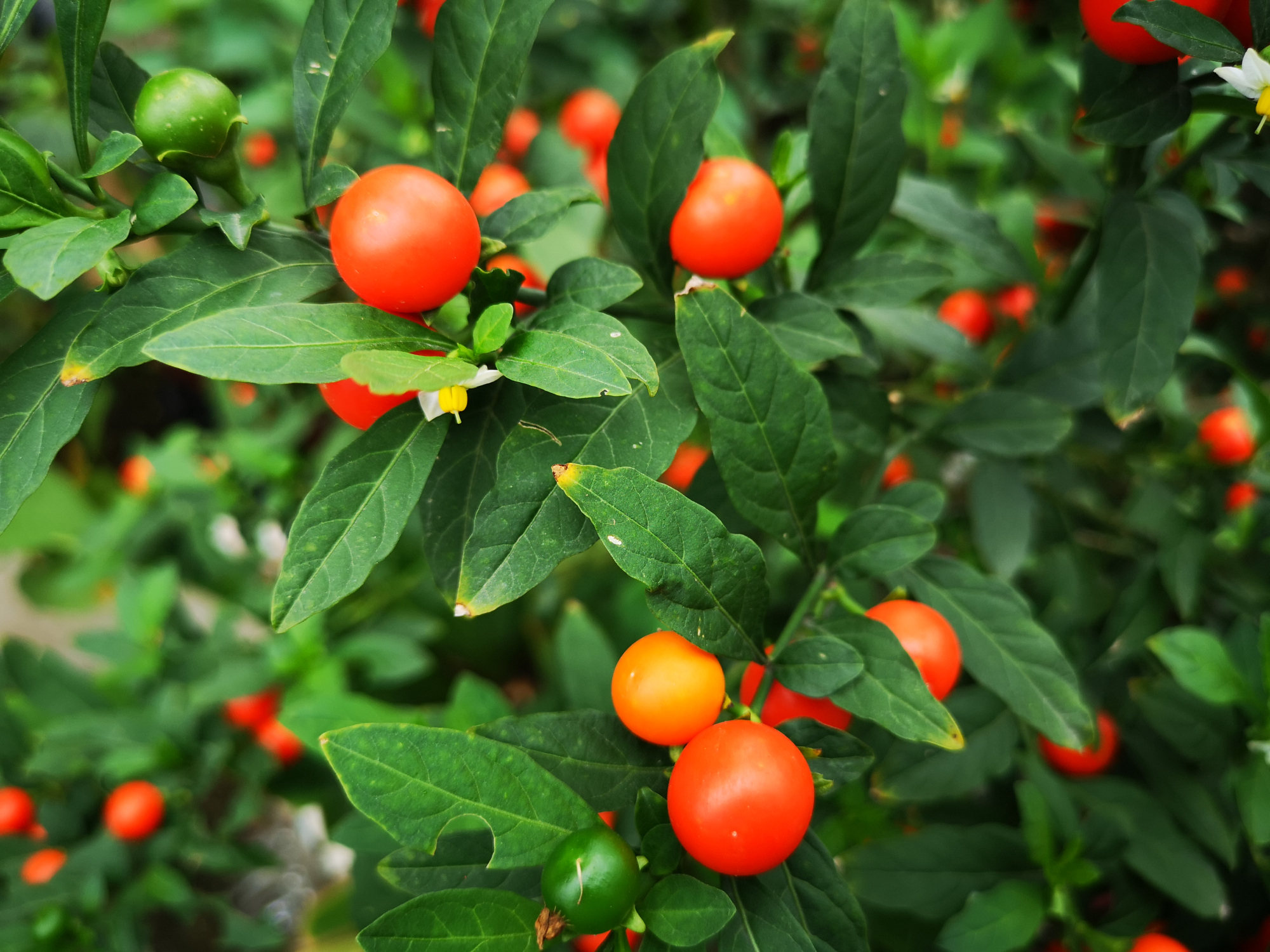 红彤彤的吉庆果,可爱的珊瑚樱