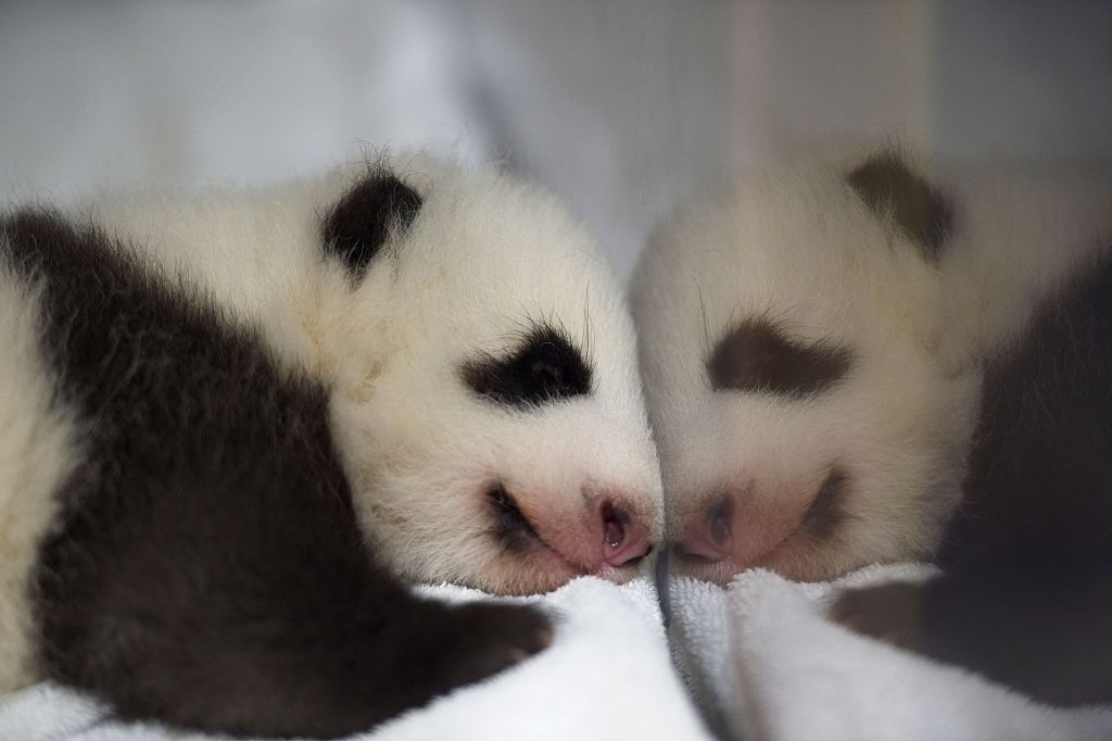 法国博瓦尔动物园熊猫宝宝依偎入睡