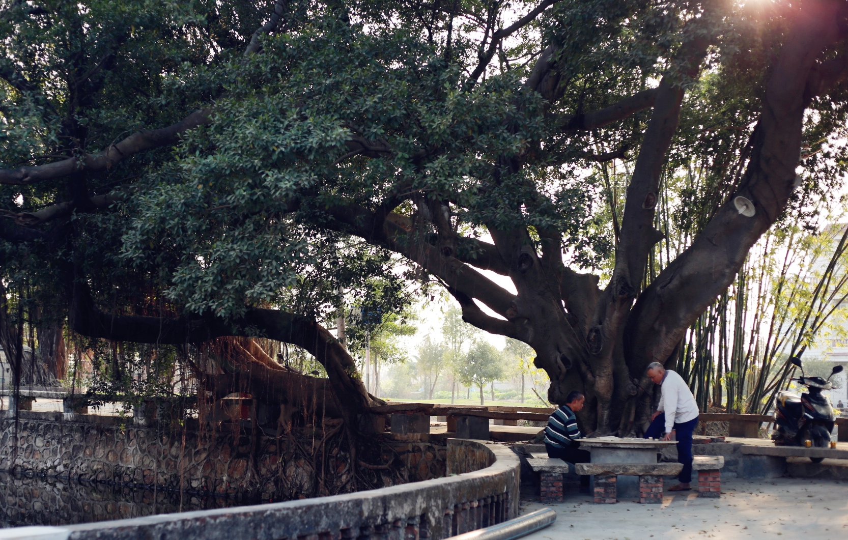 顺德杏坛青田村随拍