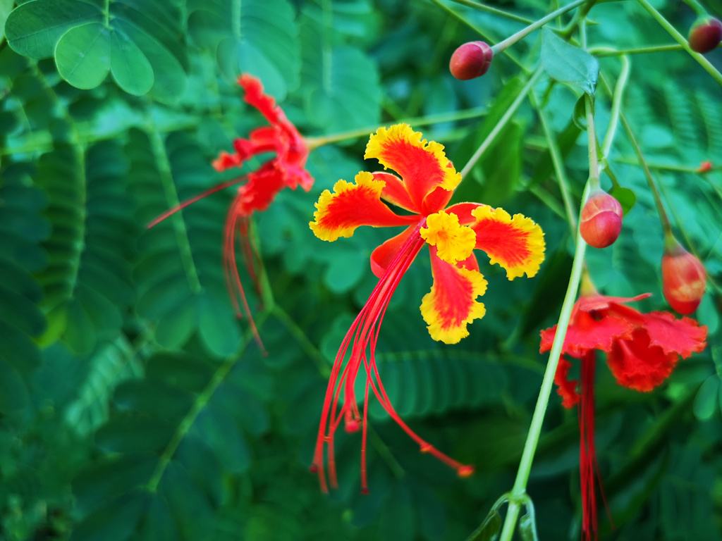 夏天的金凤花