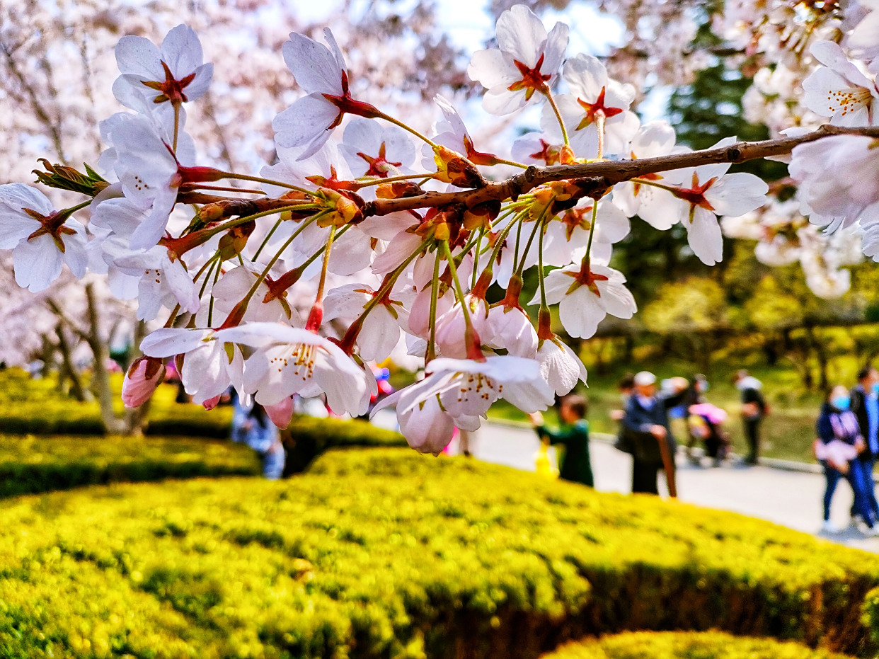 一整条街都是樱花,大连劳动公园太美了