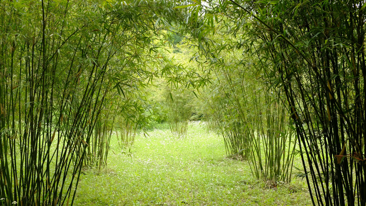 图集:分享一组四季常青的竹子壁纸,欢迎收藏!