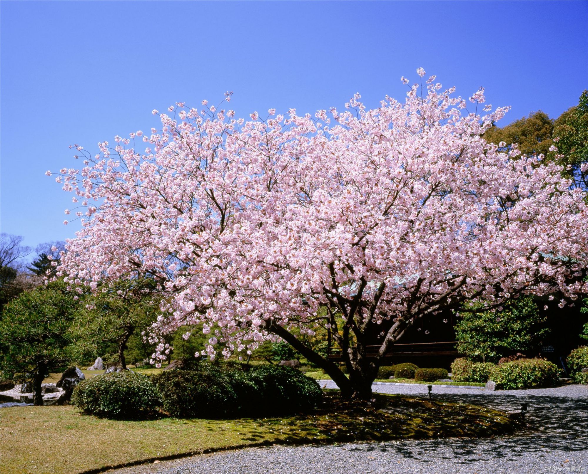 樱树桑图片
