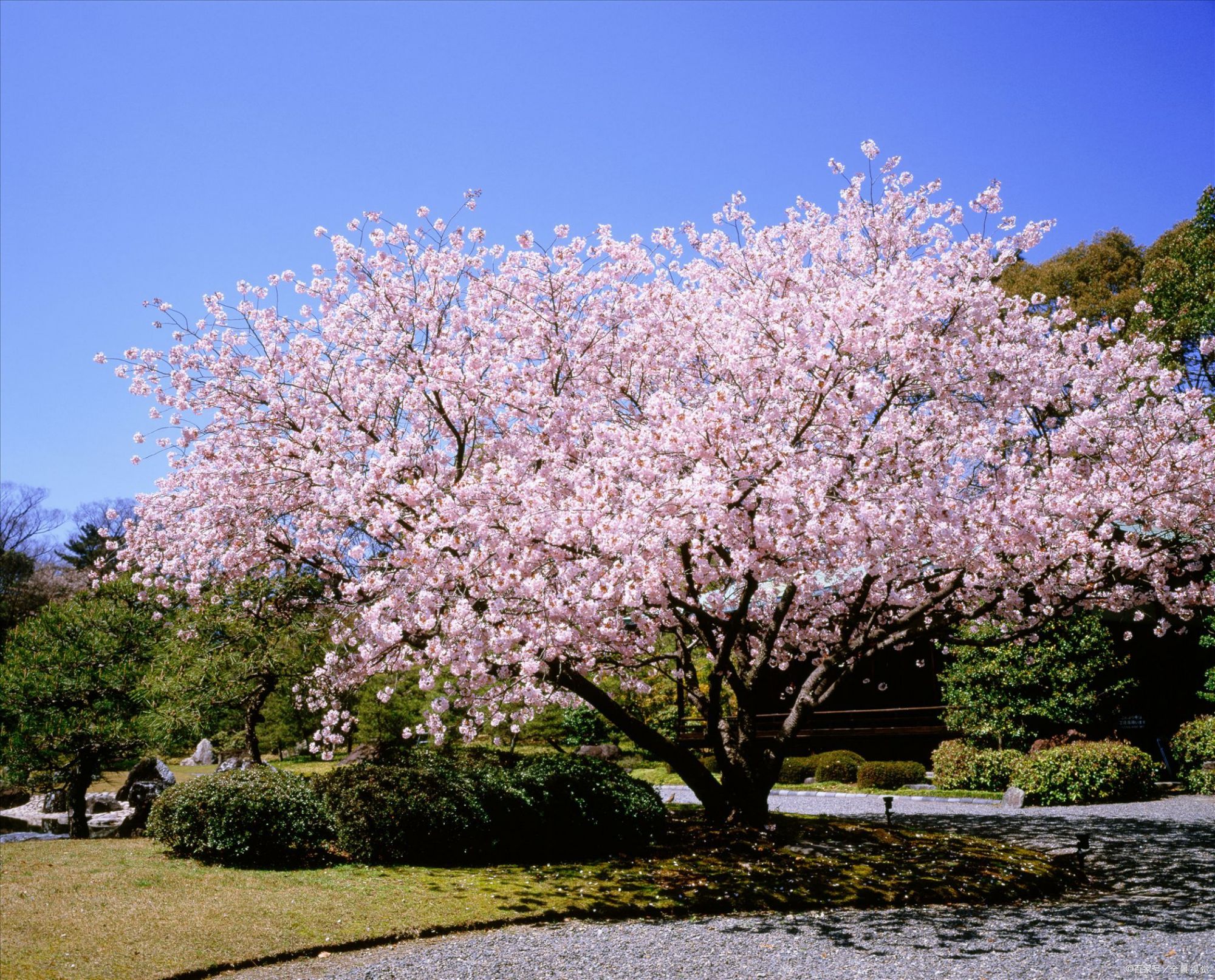 小园新种红樱树,闲绕花行便当游——唐代:白居易