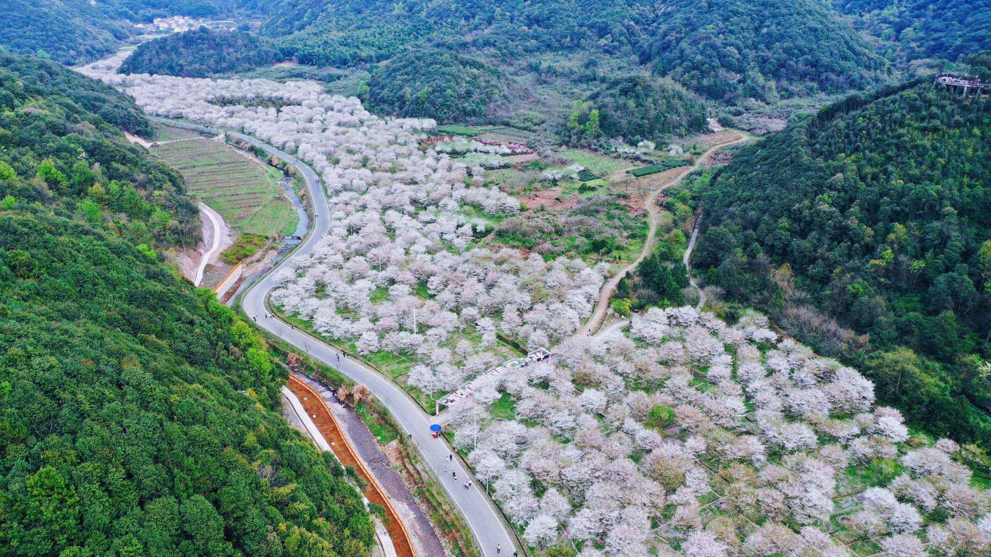 航拍浙江上虞600亩樱花林 微风拂过下起樱花雨煞是美丽
