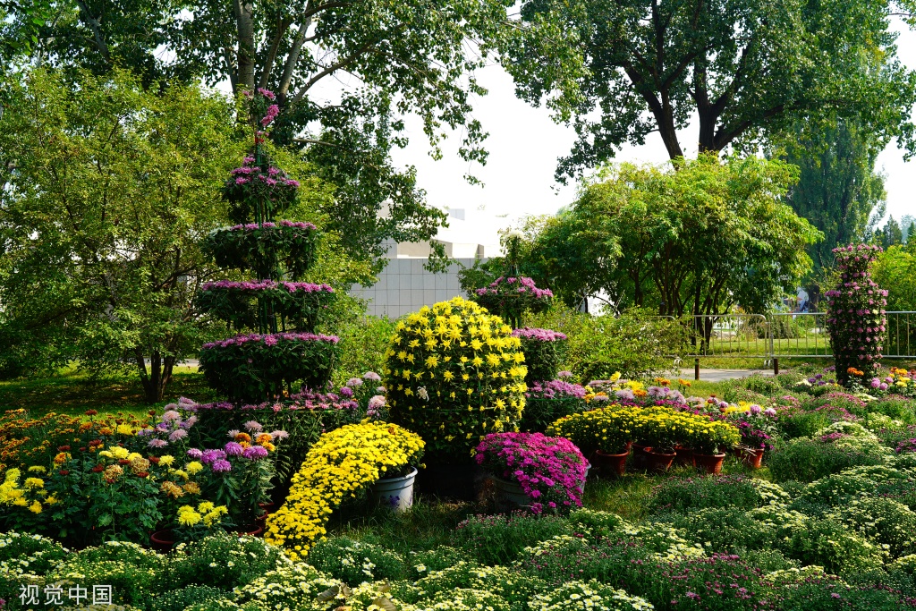 北京:国家植物园菊花展迎来最佳观赏期