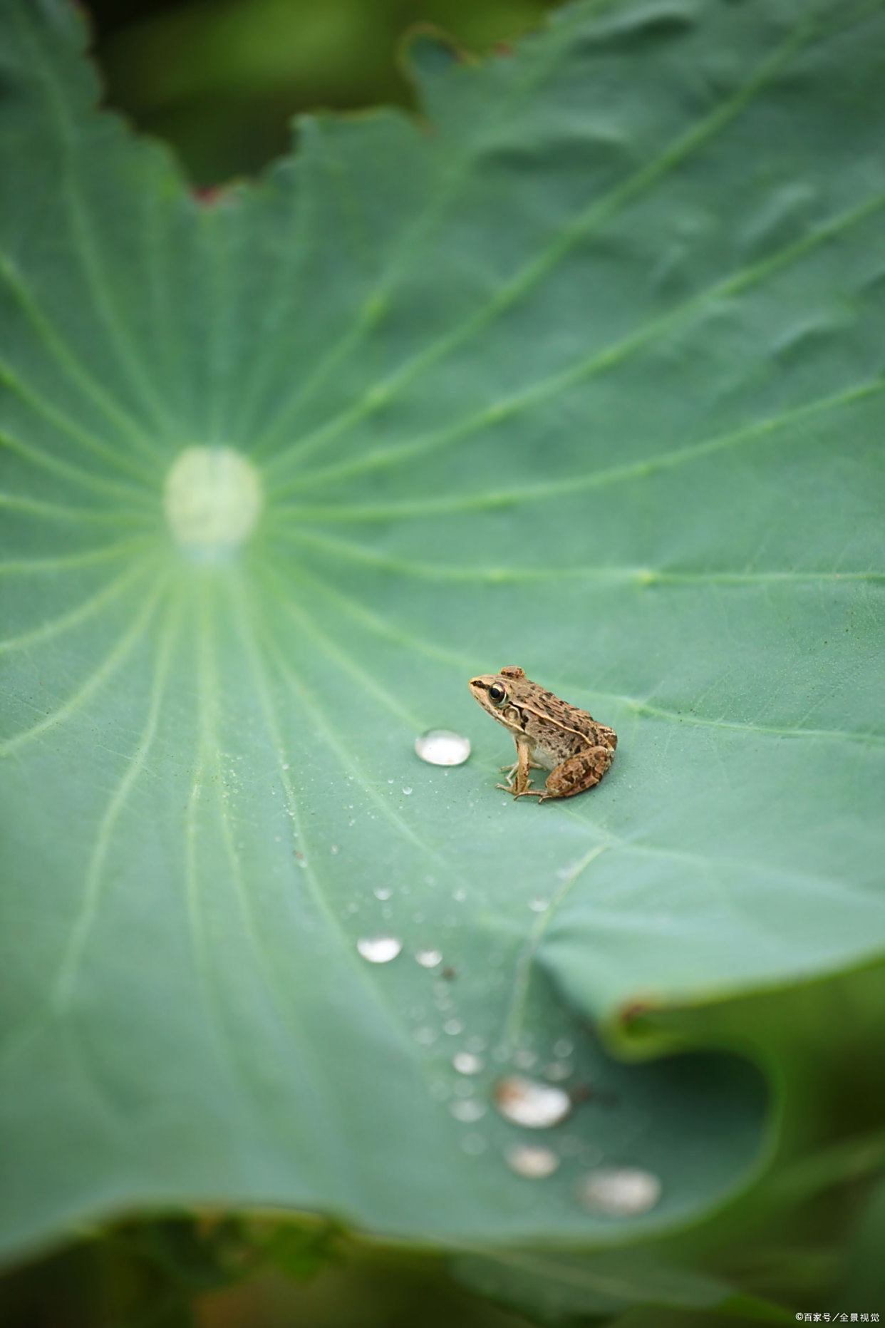 绿叶中的青蛙"黄梅时节家家雨,青草池塘处处蛙"