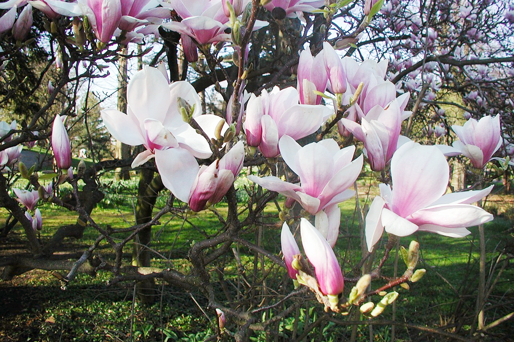 美丽优雅的玉兰花,吉祥的庭院花木,花香萦绕