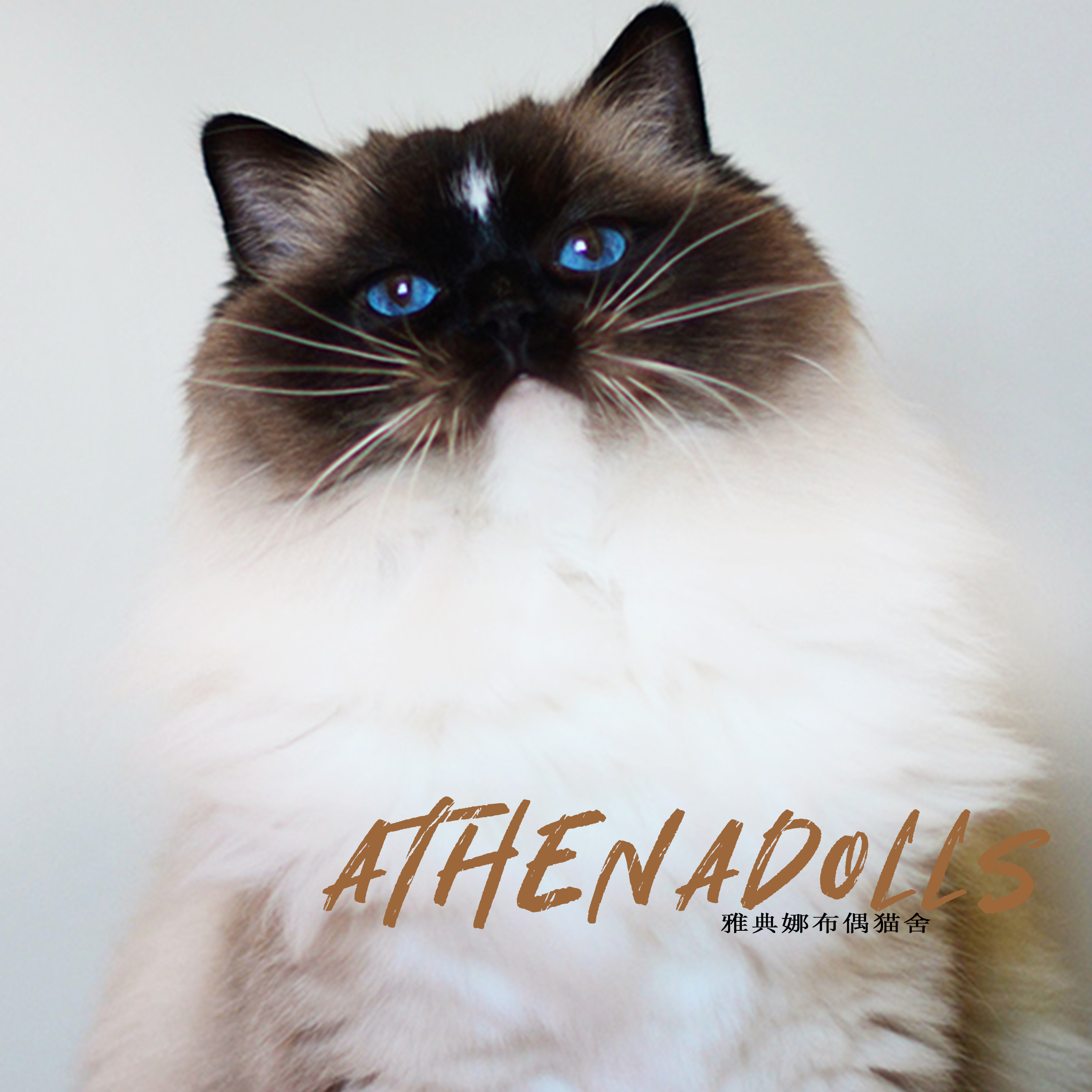 流星手套色布偶猫是猫中武媚娘吧