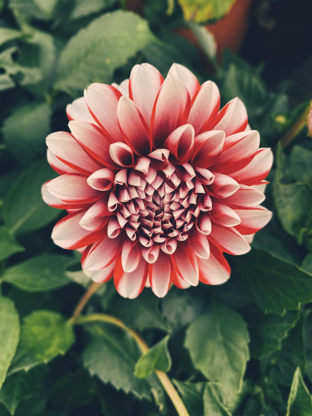 这也太好看了吧,高清花儿图片无水印分享,总有一张让你喜欢