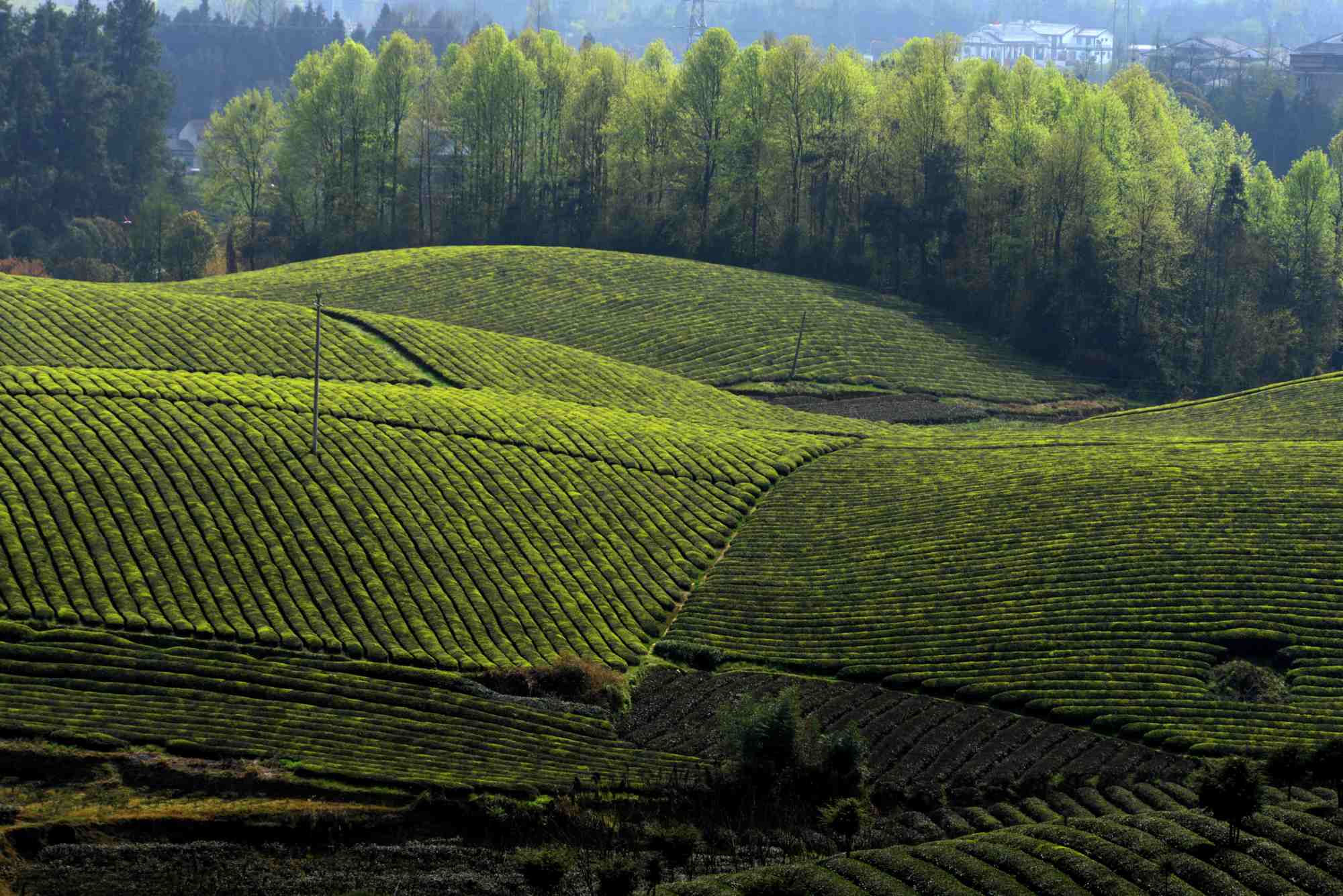 湄潭万亩茶海绿油油
