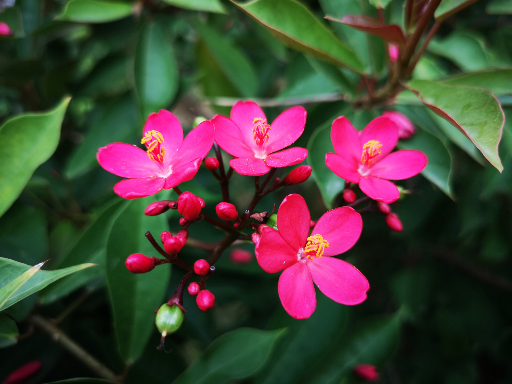 琴叶珊瑚,小花朵热烈红火