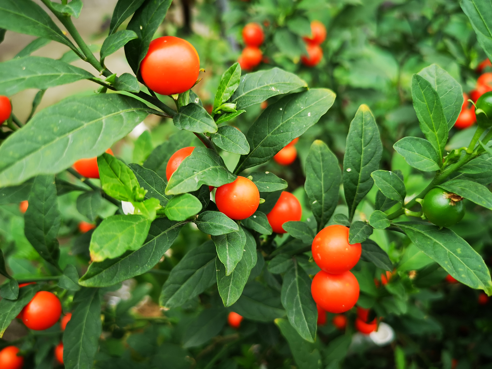 一树吉庆果,美丽鲜艳,吉祥喜庆