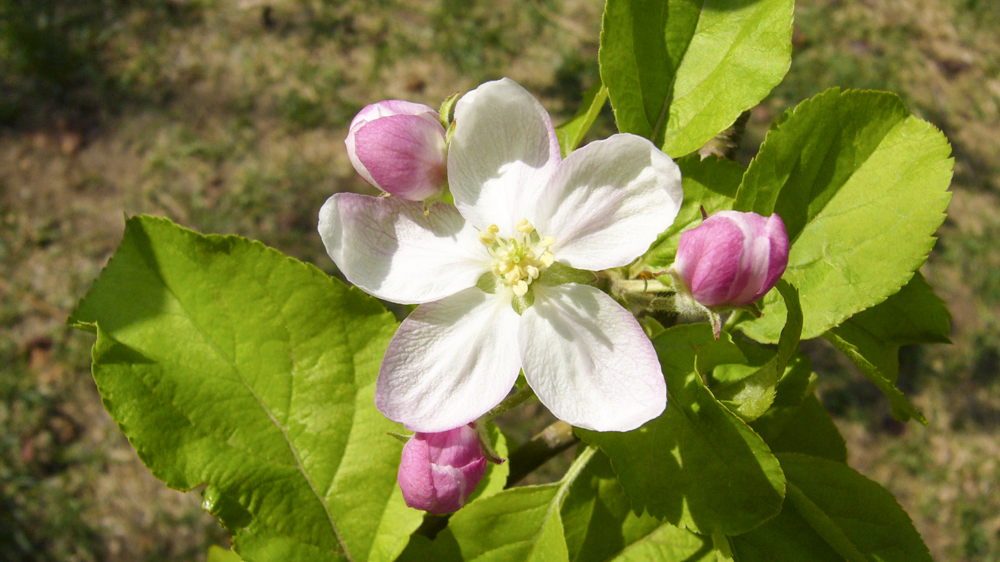 清幽淡雅的海棠花,吐露出它那迷人的芬芳