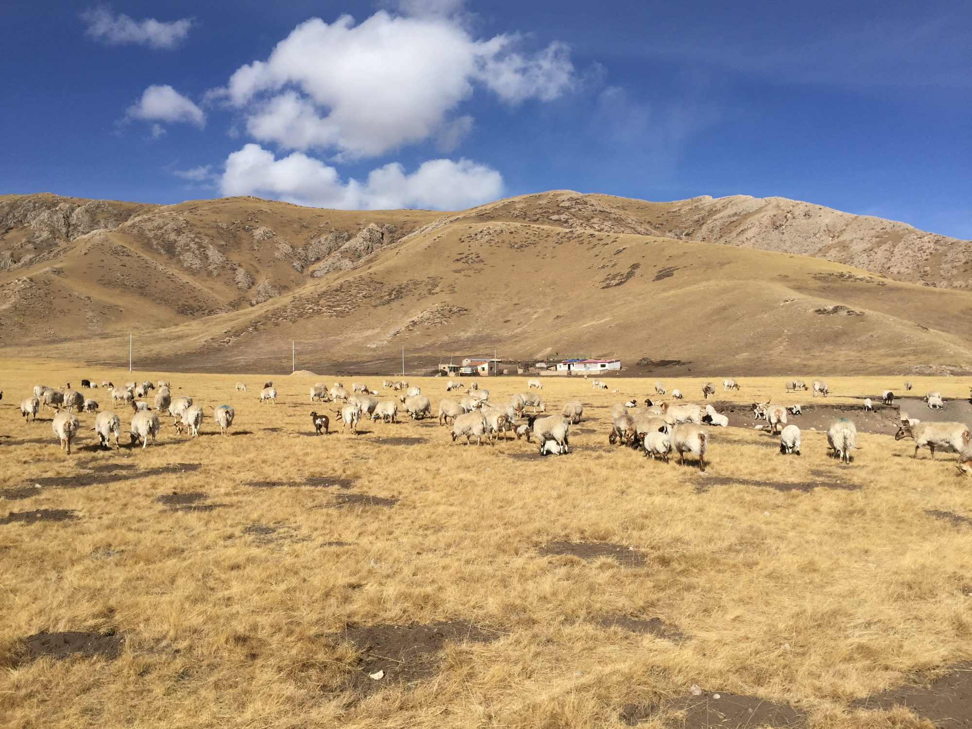 冬天甘南大草原上的羊群们