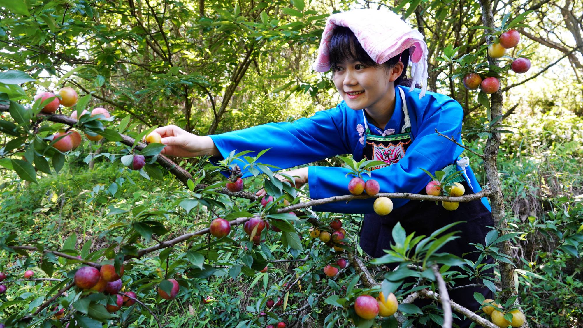 美!光影下的广西南丹黄腊李园游客多