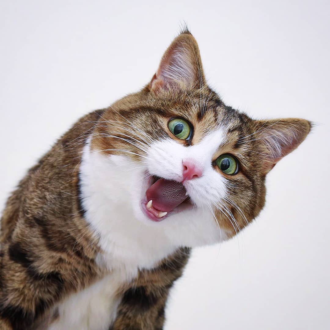 尽管双腿残疾,这只猫仍以他滑稽的面部表情,火遍全网