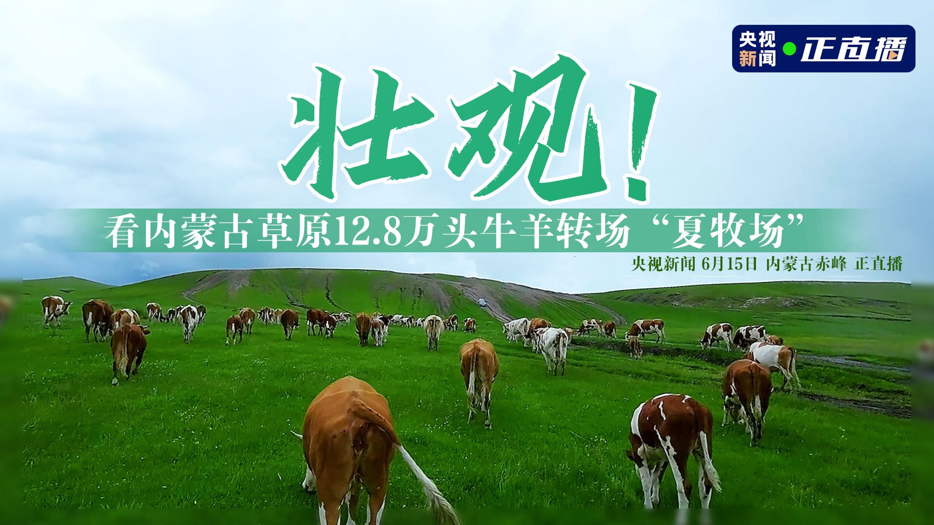 壮观!看内蒙古草原12.8万头牛羊转场“夏牧场”直播-三农直播-百度直播