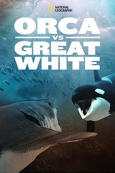 虎鲸对上大白鲨 Orca vs. Great White2021,虎鲸对上大白鲨 Orca vs. Great White海报