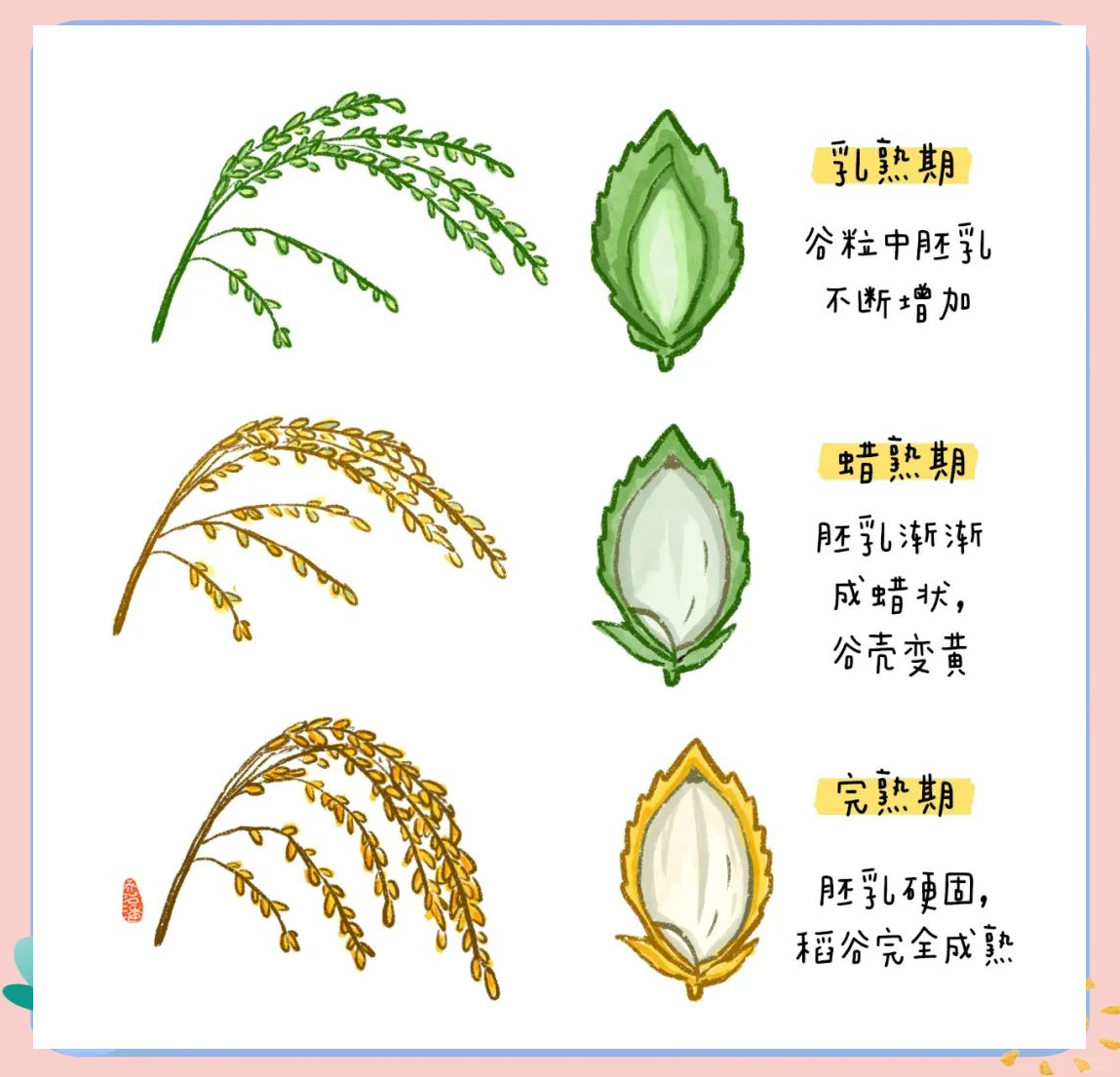 水稻生长全攻略:从播种到收割的辛勤劳动