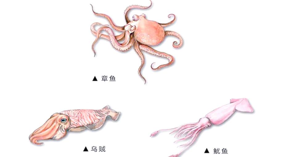 深海中的"大眼萌仔":幽灵蛸的多样性与生存智慧