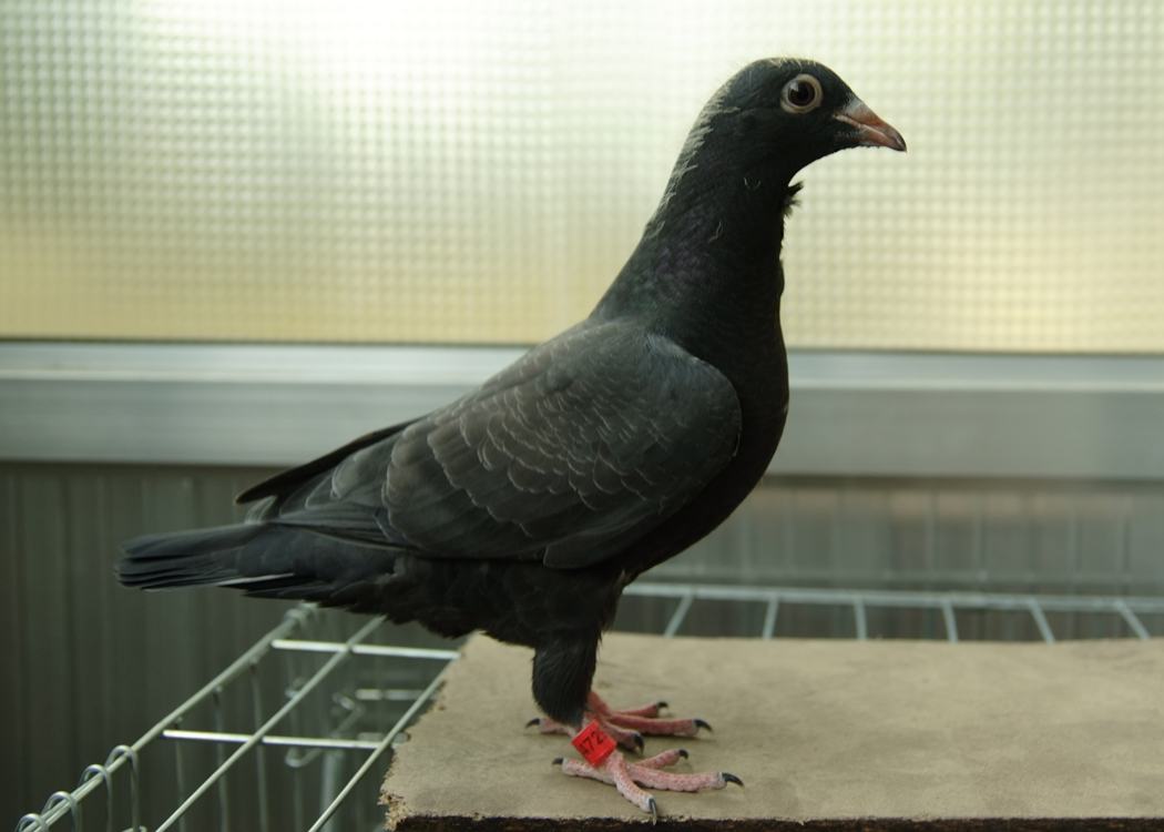 比赛的时候如何降低鸽子落地喝水的概率?