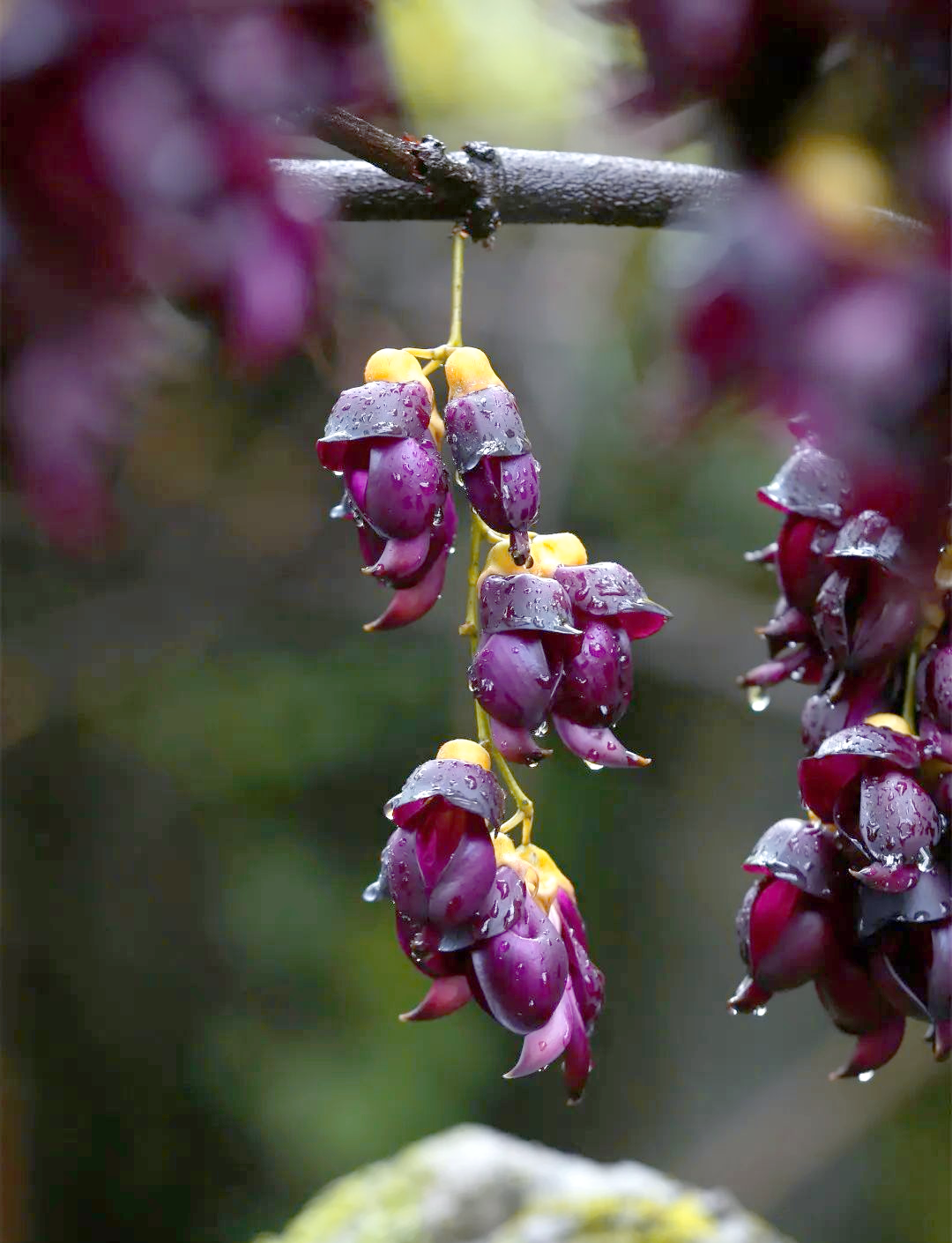 陌上花开②│禾雀花盛放,一藤成景引众多"雀鸟"栖息