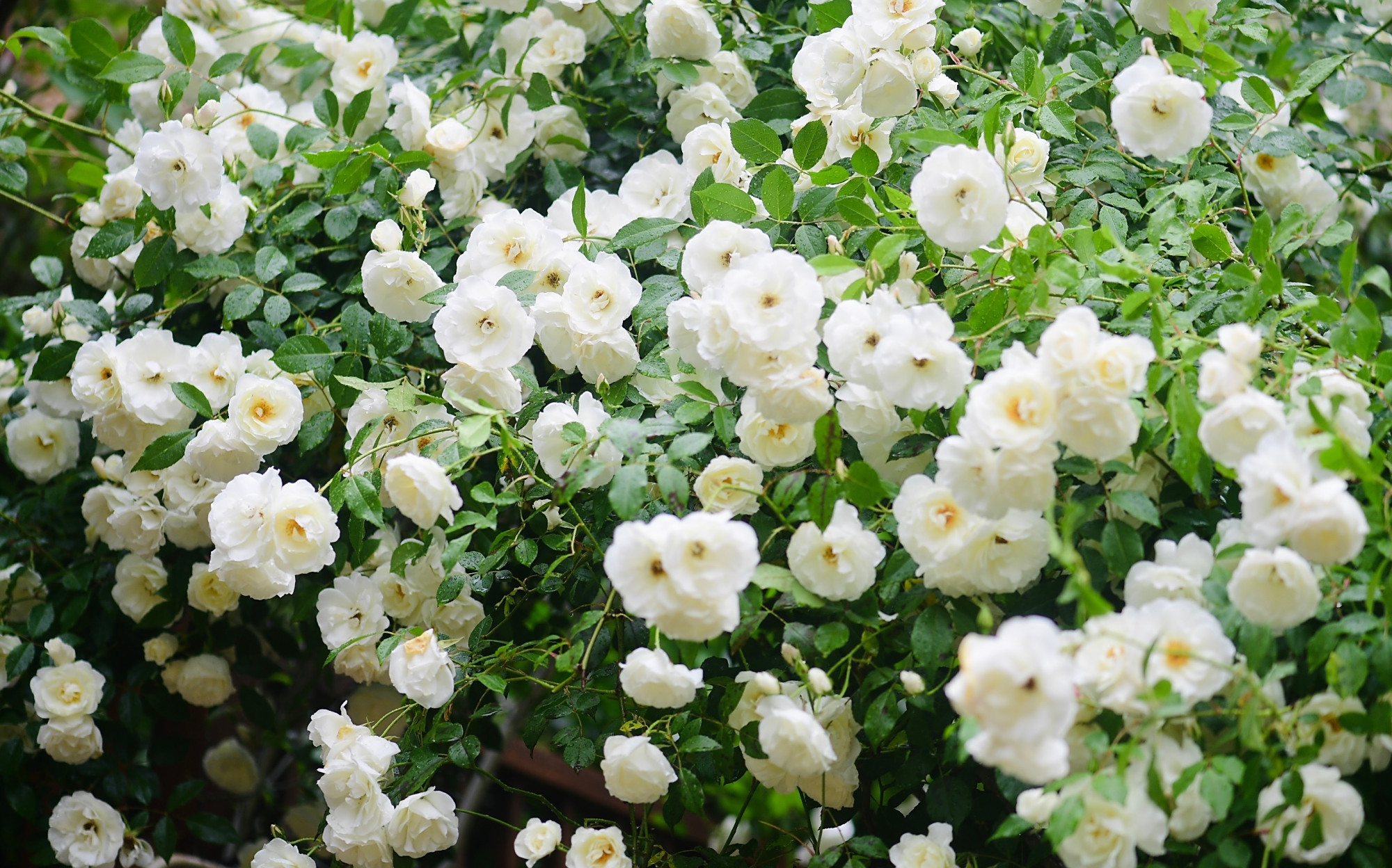 阳台也能养的藤本月季—藤冰山,丰花勤花,能给你一面美丽花墙