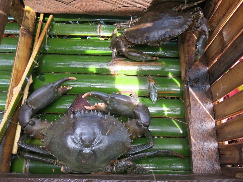 锯缘青蟹是淡水养殖还是海水养殖?如何养殖锯缘青蟹?