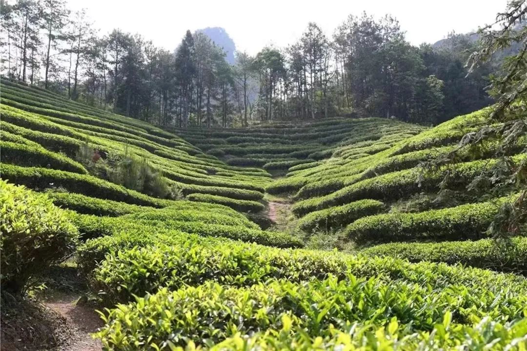 众筹丨武夷山燕子窠水仙肉桂岩茶,藏在森林里的生态好茶