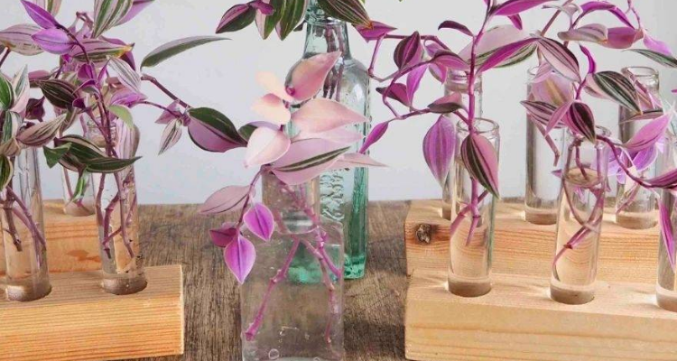 油画吊兰可以水培吗