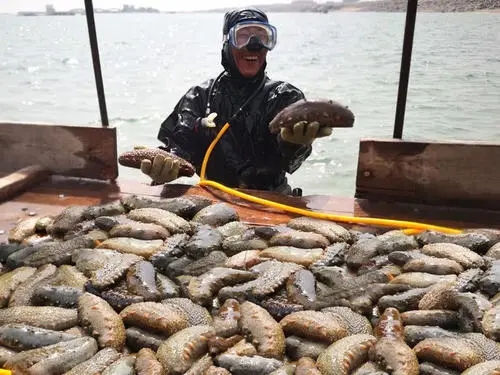 大连海参捕捞现场