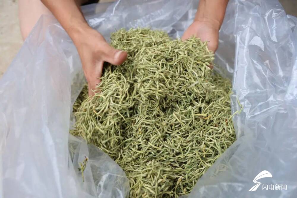 东平县银山镇东腊山村:百亩金银花鼓起群众"钱袋子"