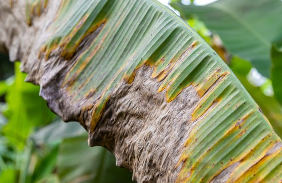 香蕉叶斑病如何破解?硼有望成为新解方