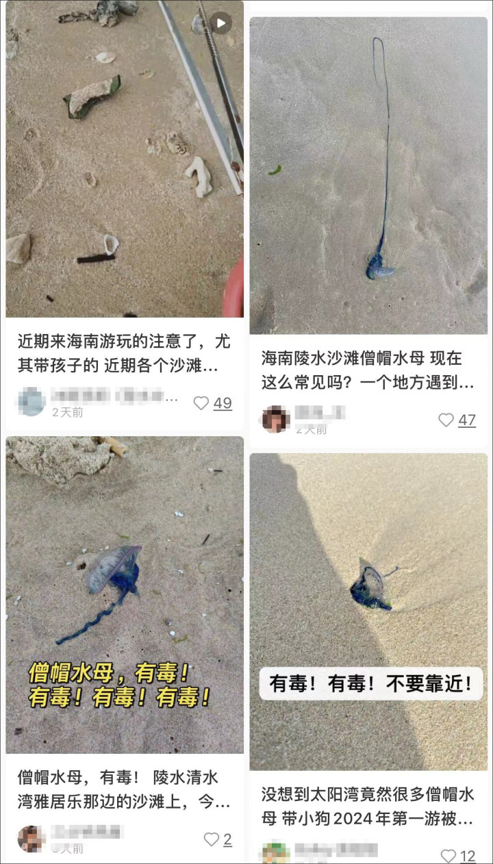 三亚沙滩现多起剧毒僧帽水母伤人事件