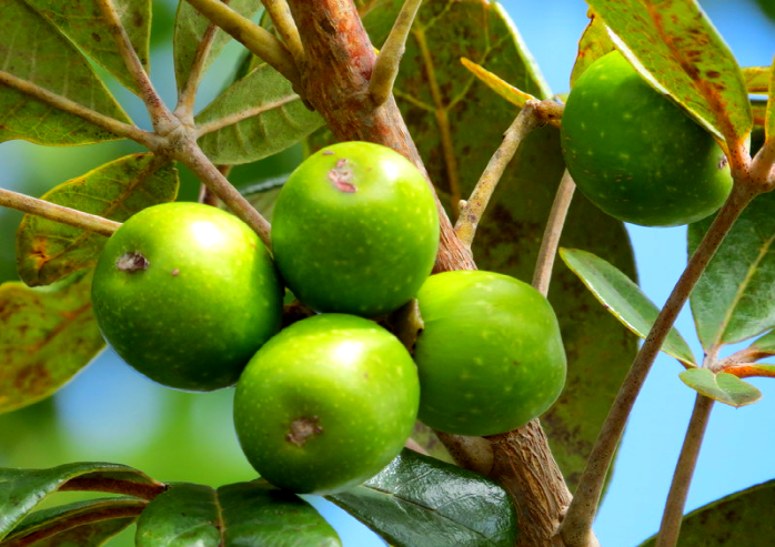 赞比亚的野生果实:从口香糖到酸梅的天然美味