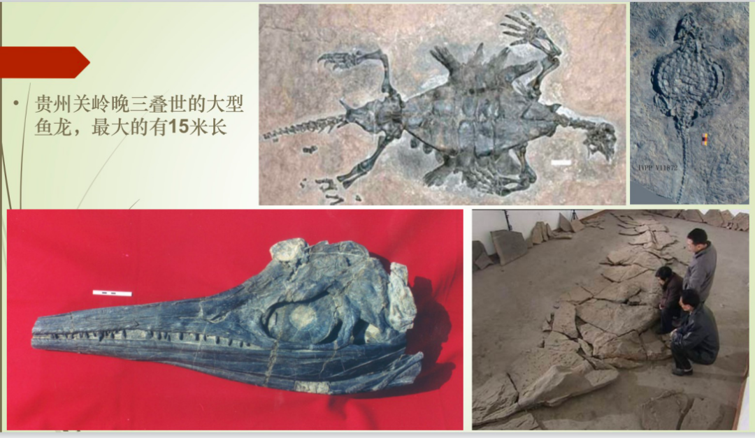 首都科学讲堂回顾丨第839期:龙年说龙新年主题讲座《海洋霸主鱼龙》