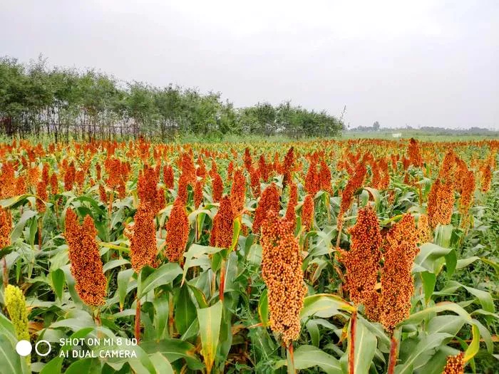 韩合公园的高粱红了(图)