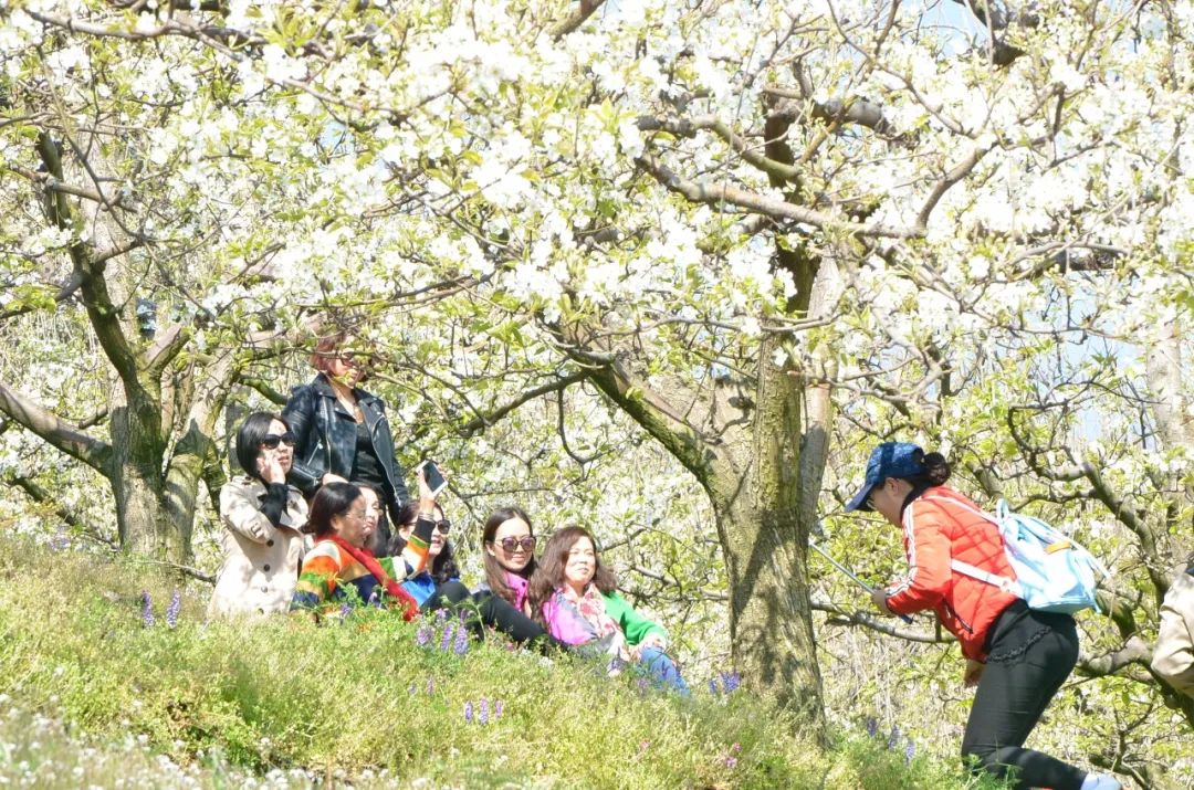 梨约有缘人,花邀天下客!马鞍山梨花节户外越野值得期待