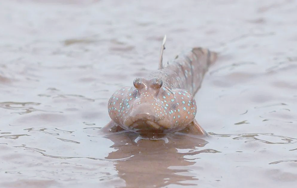 探秘弹涂鱼:一种能在陆地上跳跃的非凡鱼类