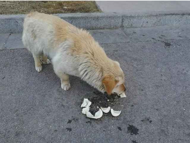 为什么狗吃异烟肼会死