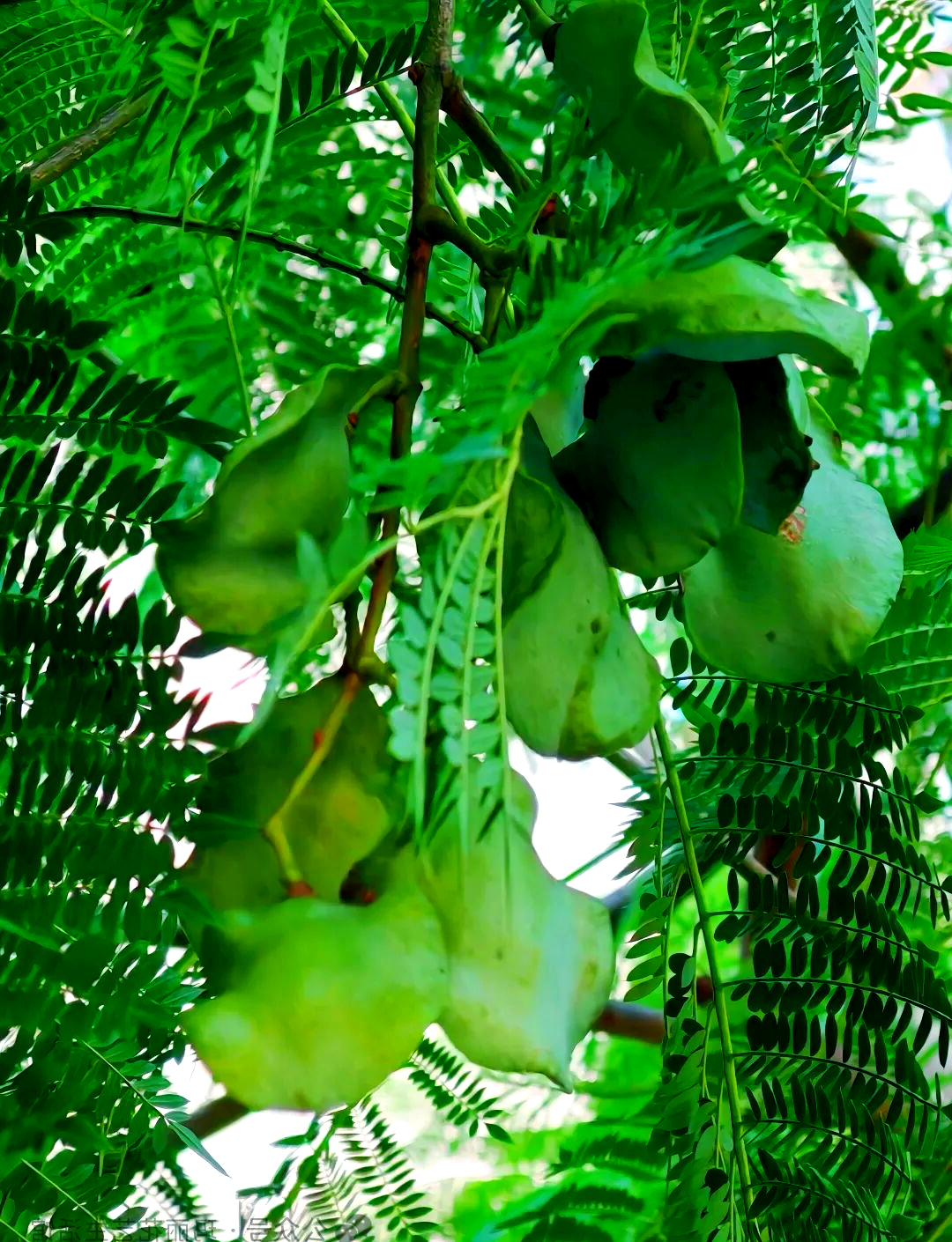 探秘蓝花楹果实:意外发现与独特魅力