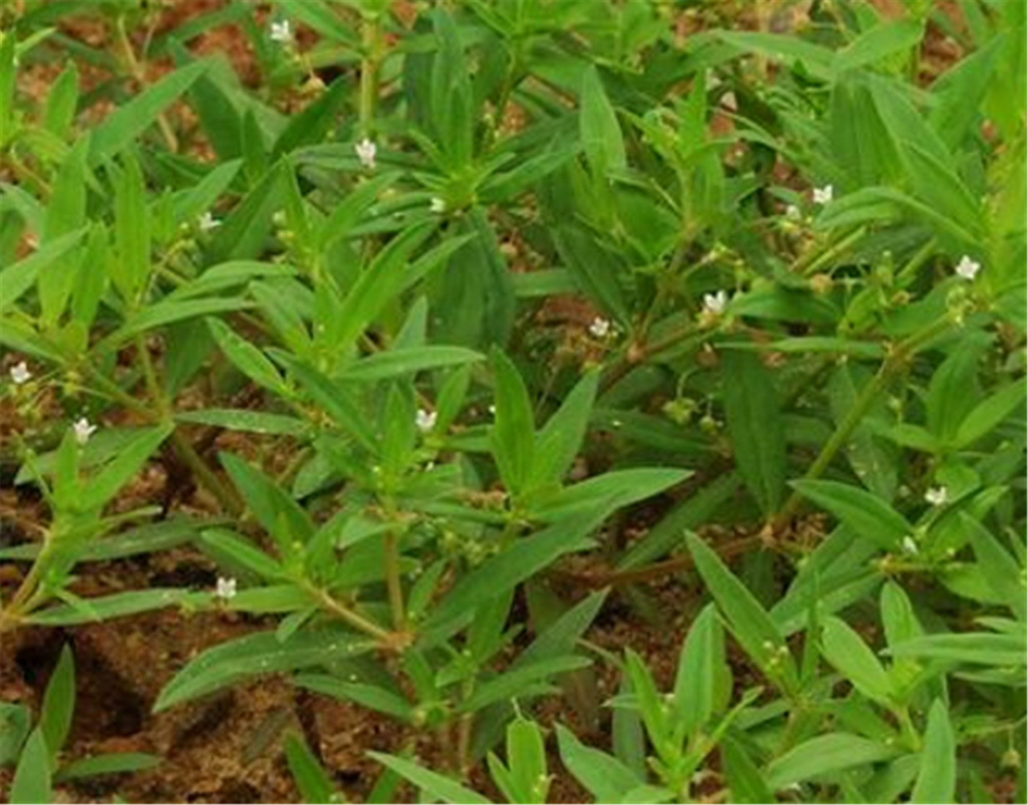 介绍一种野生的白花蛇舌草,叶子小,开着小白花,认识一下吧!