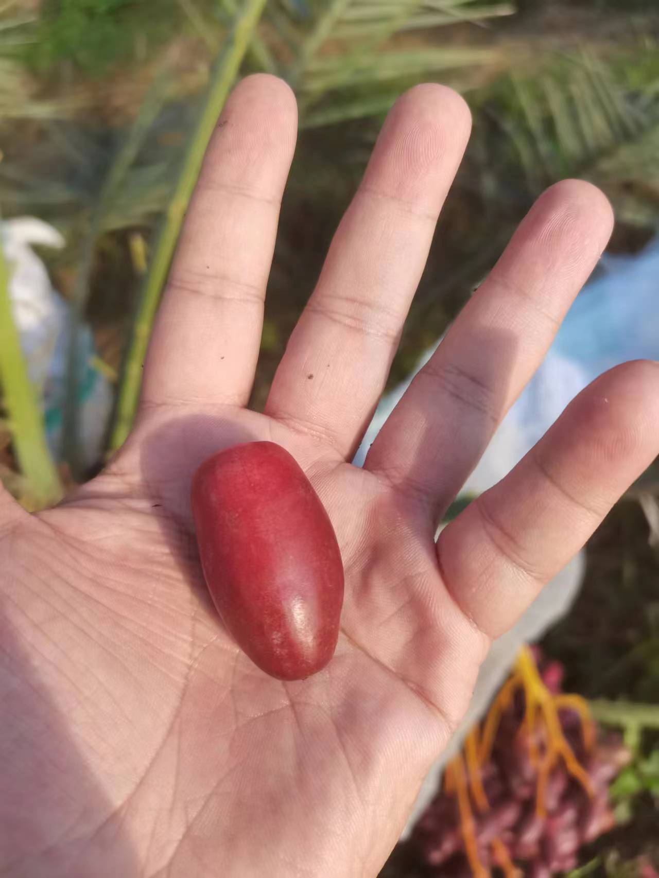 广西椰枣:转色期完成的椰枣,漂亮的中国红.