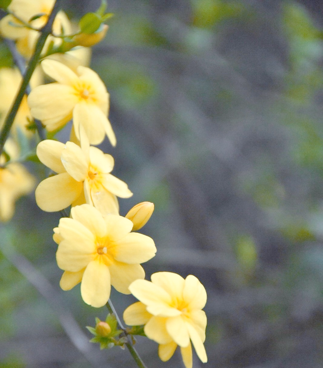 迎春花:春天的使者与生命的象征