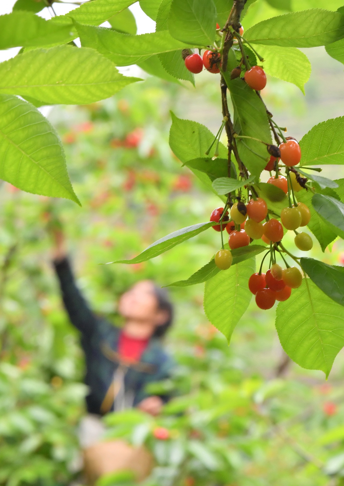 贵州安顺:甜咪完的镇宁樱桃熟了