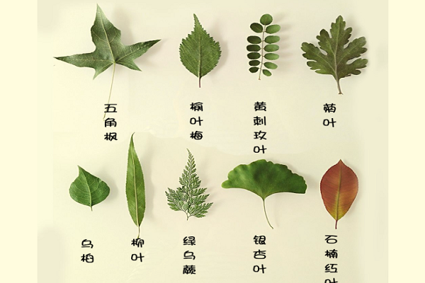 草本植物标本制作方法图片